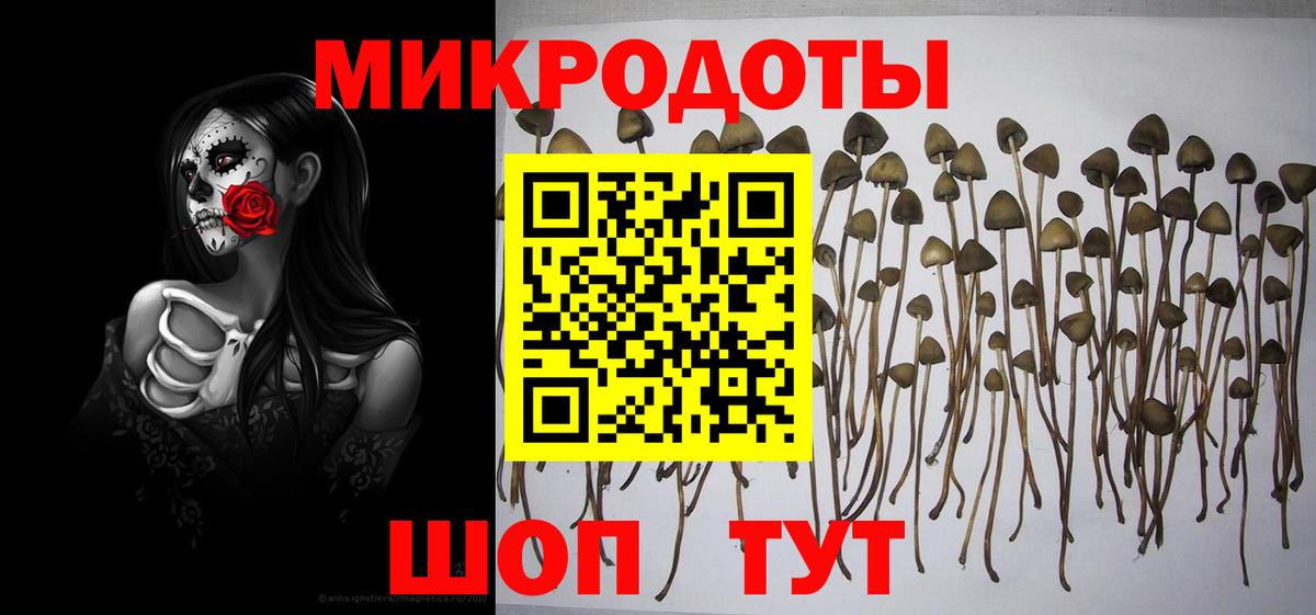 Галлюциногенные грибы Psilocybe Котлас
